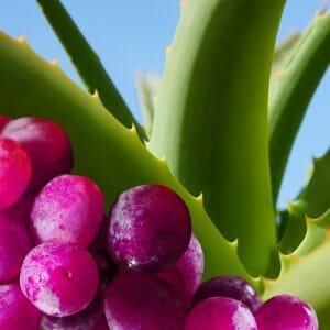 Hyde - Flavor Aloe Grape